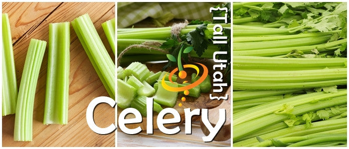 Celery - Tall Utah 52-70.