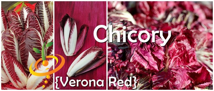 Chicory - Verona, Red.