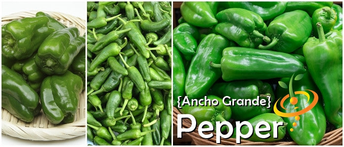 Pepper - Ancho Grande.