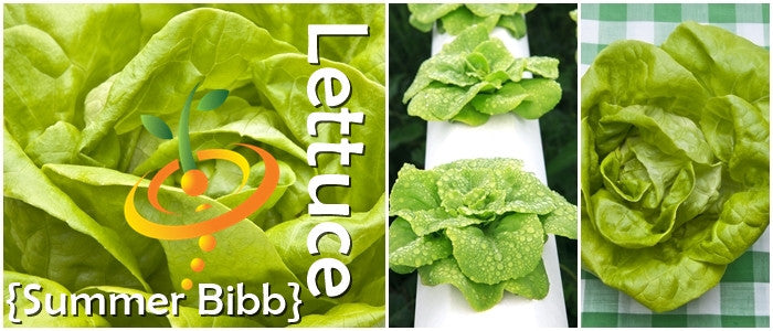 Lettuce - Summer Bibb.