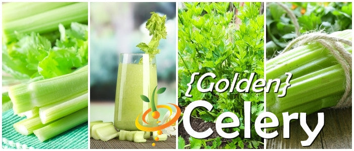 Celery - Golden.