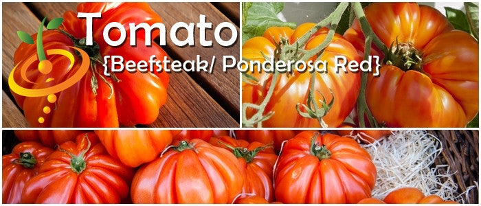 Tomato - Beefsteak/Ponderosa Red [INDETERMINATE].