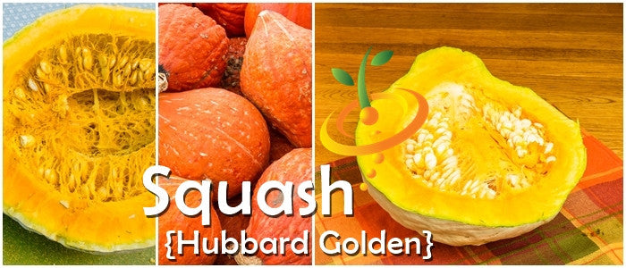Squash (Winter) - Hubbard, Golden.