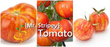 Tomato - Mr. Stripey [INDETERMINATE].