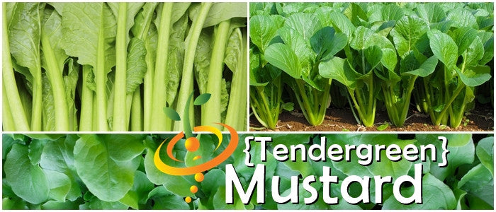 Mustard - Tendergreen.