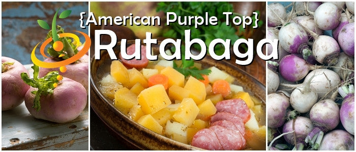 Rutabaga - American Purple Top.