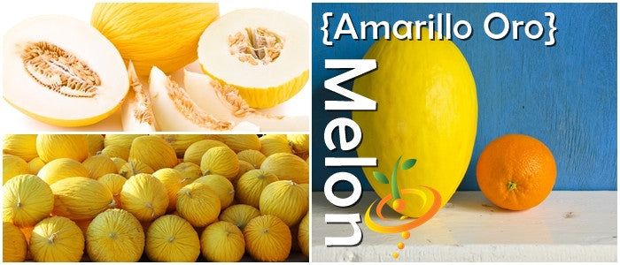 Melon - Amarillo Oro.