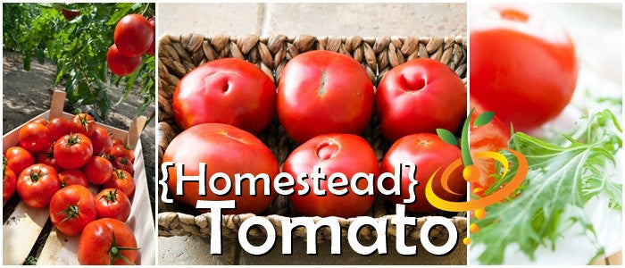 Tomato - Homestead [DETERMINATE].