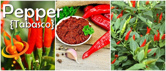 Pepper - Tabasco.