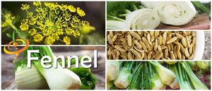 Fennel.