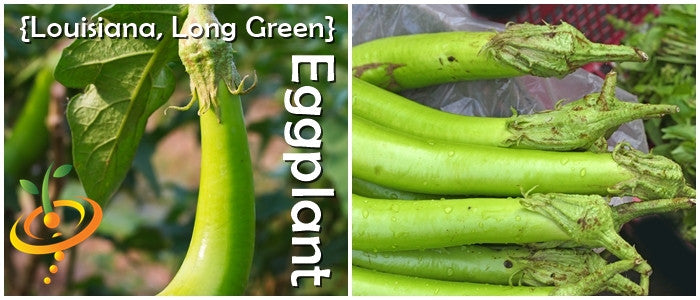 Eggplant - Long Green Louisiana.