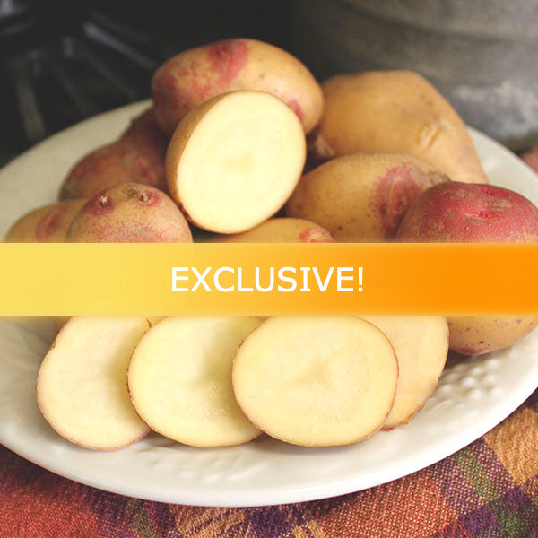 Potato (Mid-Season) - Peruvian Sunrise Gold