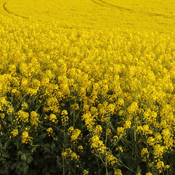 Cover Crop - Rapeseed