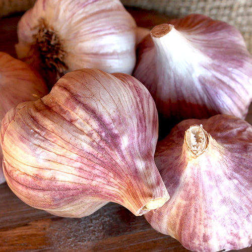 Garlic - (Hard Neck) Russian Red (Organic) *PRE-ORDER*