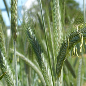 Cover crop image featuring fall and winter rye seeds from SeedsNow-CoverCrops, showing healthy rye seeds ready for planting.