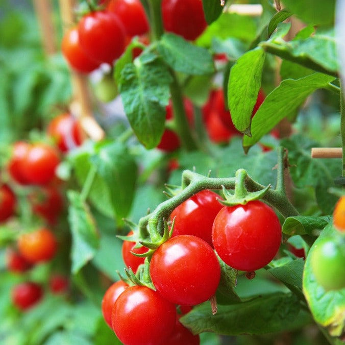 Tomato - Gardener's Delight/Sugar Lump (Indeterminate) - SeedsNow.com