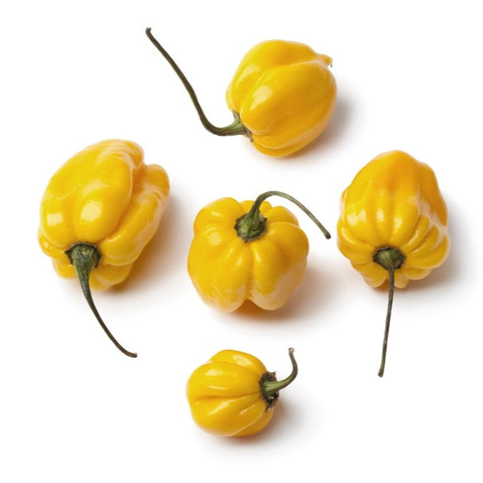 Pepper (Hot) - Scotch Bonnet, Yellow 🔥🔥🔥