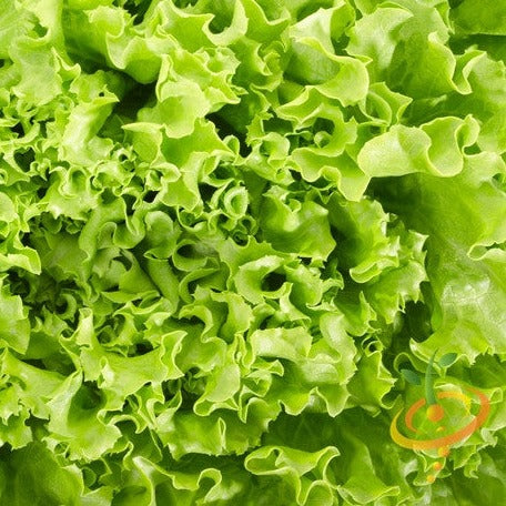 Lettuce - Black Seeded Simpson - SeedsNow.com