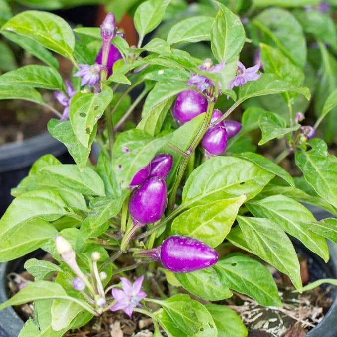 Pepper (Hot) - Pretty Purple  🔥🔥🔥🔥