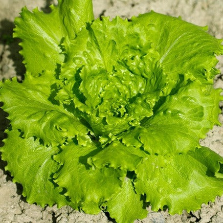 Lettuce - Blonde de Paris - SeedsNow.com