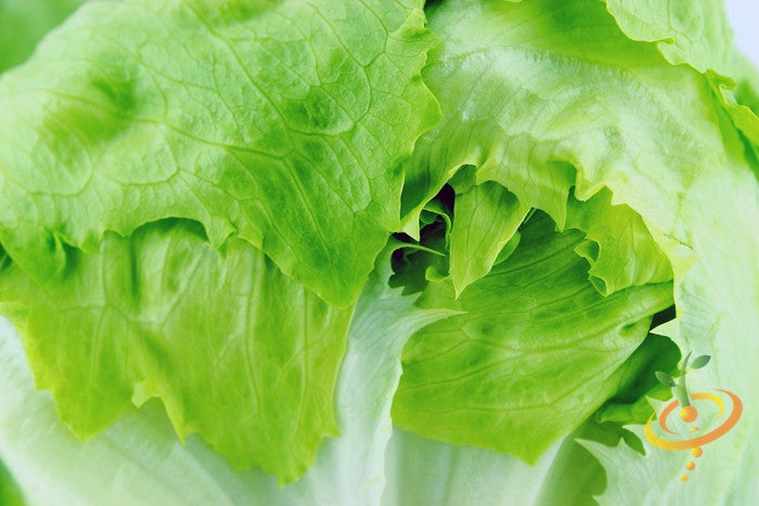 Lettuce - Crisphead