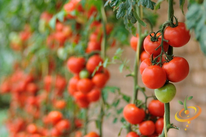 Organic Money Maker Tomato Non-GMO Seeds 