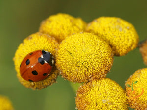 Tansy - SeedsNow.com