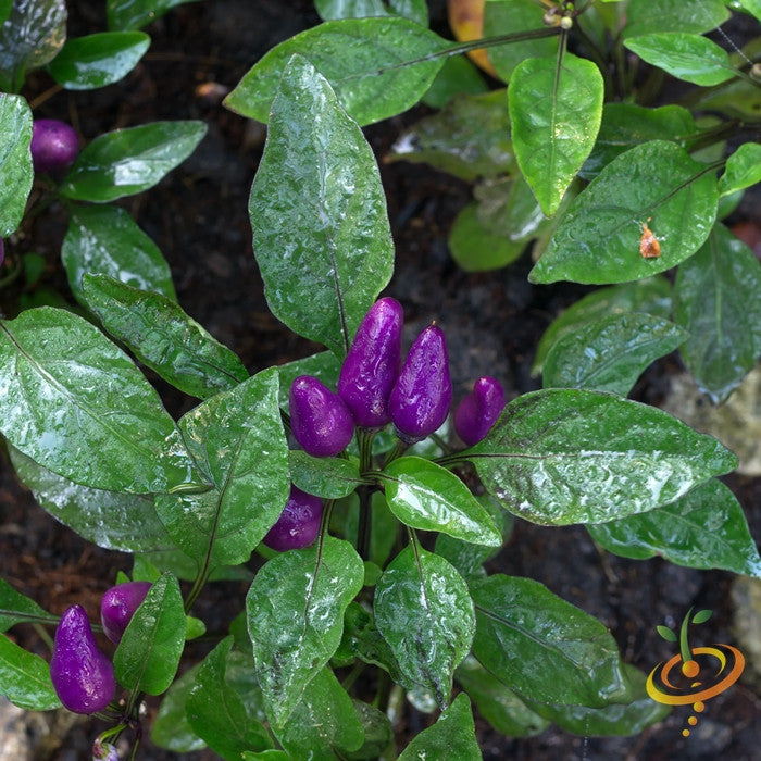 Pepper - Pretty Purple (HOT).