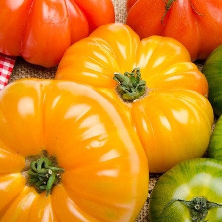Tomato - Beefsteak, Yellow (Indeterminate) - SeedsNow.com