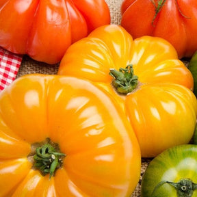 Heritage Rainbow Mix indeterminate tomato seeds from SeedsNow, showing vibrant multicolored heirloom tomatoes.