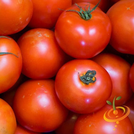 Tomato - Manitoba (Determinate)
