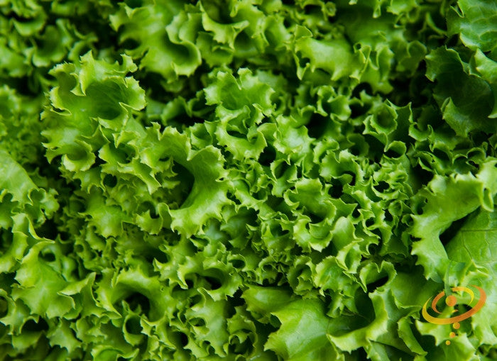Lettuce - Green Ice.