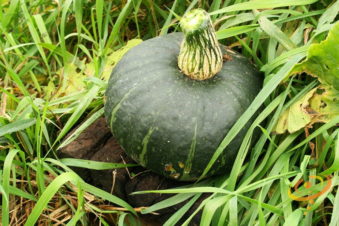 Squash (Winter) - Burgess Buttercup - SeedsNow.com