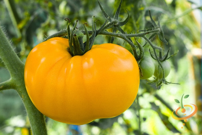 Tomato - Brandywine, Yellow (Indeterminate) - SeedsNow.com