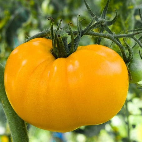 Tomato - Brandywine, Yellow (Indeterminate)