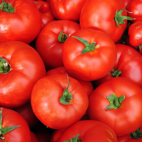 Tomato - Caribe (Determinate) - SeedsNow.com