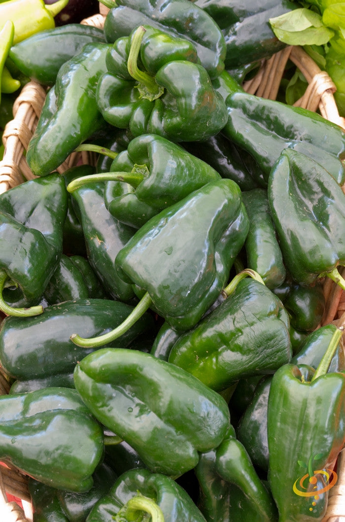 Pepper - Poblano.