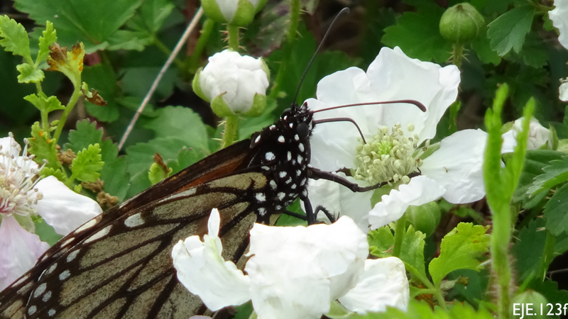 Wildflowers - Hummingbird & Butterfly Scatter Garden Seed Mix - SeedsNow.com