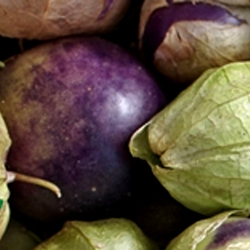 Tomatillo - Purple - SeedsNow.com
