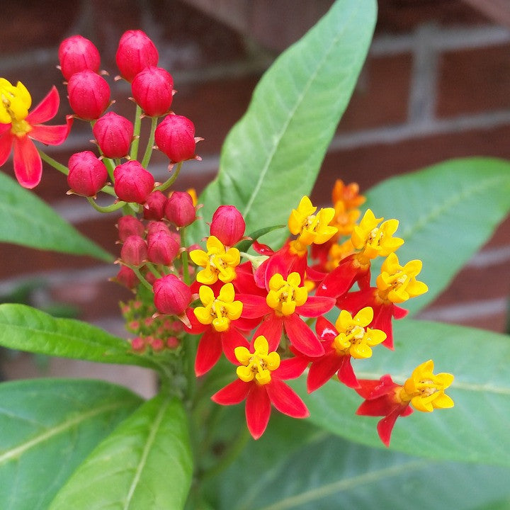 Flowers - Milkweed, Tropical (Monarch Butterfly/Blood Flower) - Silky Deep Red
