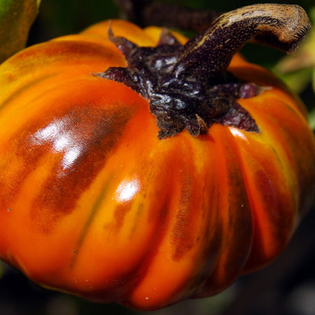 Eggplant - Turkish, Orange - SeedsNow.com