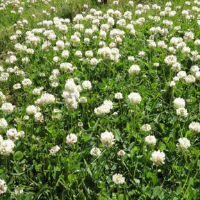 White Dutch Clover cover crop seeds from SeedsNow-CoverCrops, showing fresh green clover plants with white flowers.
