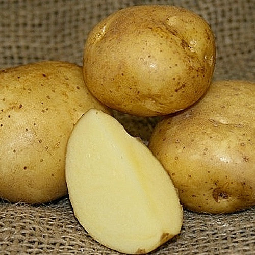 Potato (Late-Season) - Yellow Finn (Organic/Heirloom)